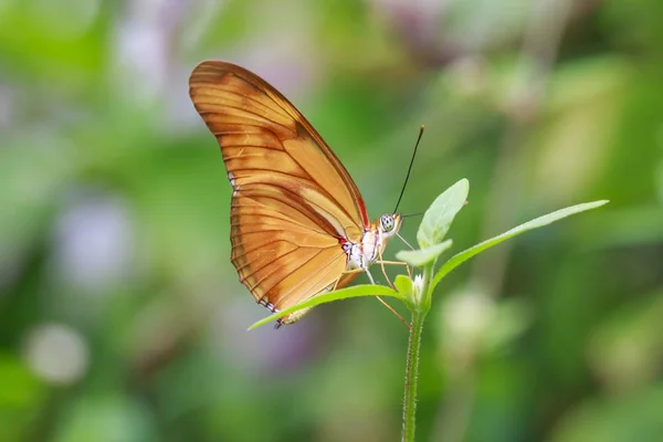 Júlia tropical borboleta Dryas iulia alimentando e descansando no fluxo — Fotografia de Stock