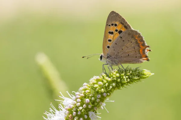 Petit papillon cuivré ou commun lycaena phlaeas close seup — Photo