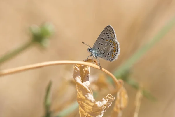 Common Blue butterfly, Polyommatus icarus — Stock Photo, Image