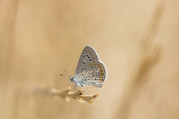 Голубая бабочка, Polyommatus icarus — стоковое фото