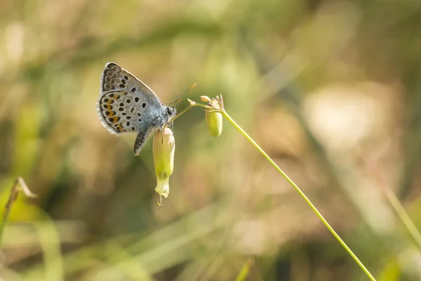 Gros plan du papillon bleu argenté Plebejus argus res — Photo