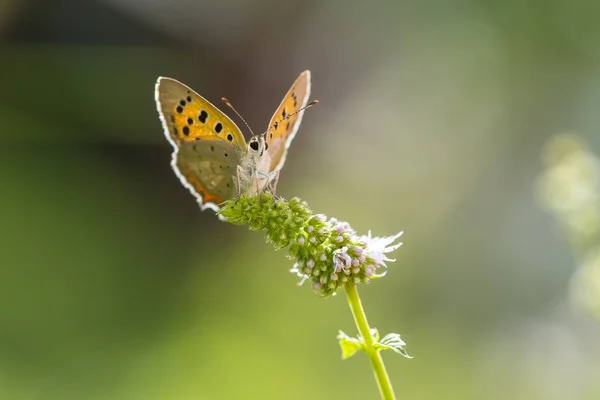 Маленькая или обычная медная бабочка lycaena phlaeas крупным планом — стоковое фото