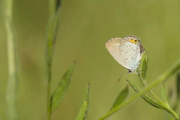 Closeup of a short-tailed blue or tailed Cupid (Cupido argiades) — Stock Photo, Image