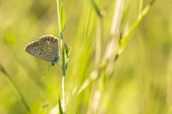 Společné modrý motýl, polyommatus icarus — Stock fotografie