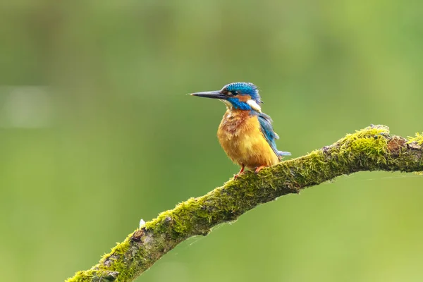 Kingfisher Alcedo Şuna yakın çekim — Stok fotoğraf