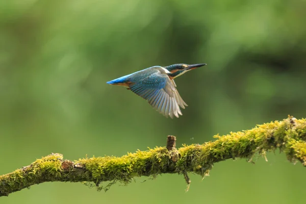 Крупным планом Kingfisher Alcedo на этой рыбе — стоковое фото