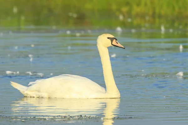 Dilsiz Kuğu, cygnus rengi — Stok fotoğraf