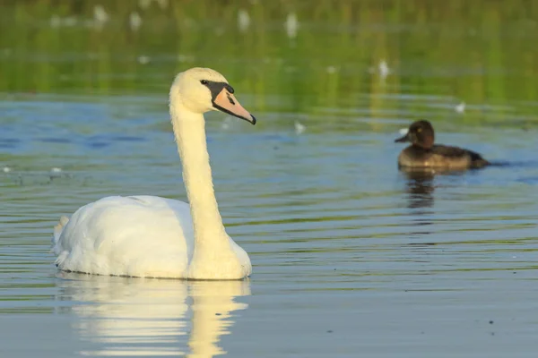 Dilsiz Kuğu, cygnus rengi — Stok fotoğraf