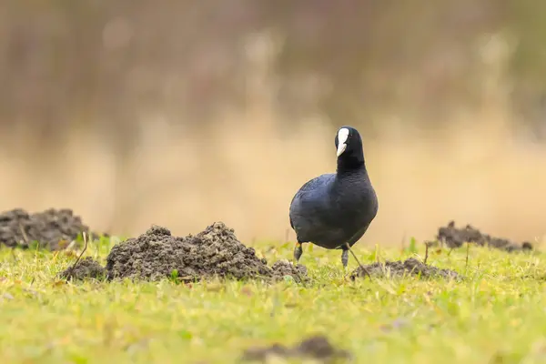 Eurásia galo Fulica atra aves aquáticas forrageando em um prado verde — Fotografia de Stock