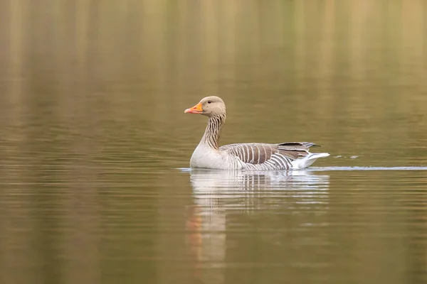 Greylag goose Anser anser swimming — Stok fotoğraf