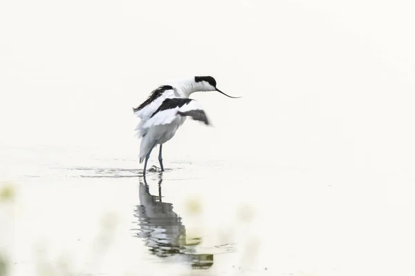 Alaca kılıçgaga su kuşları Recurvirostra avosetta suda yürüme — Stok fotoğraf