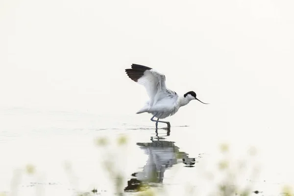 Pied Avocet sauvagine Recurvirostra avosetta marche dans l'eau — Photo