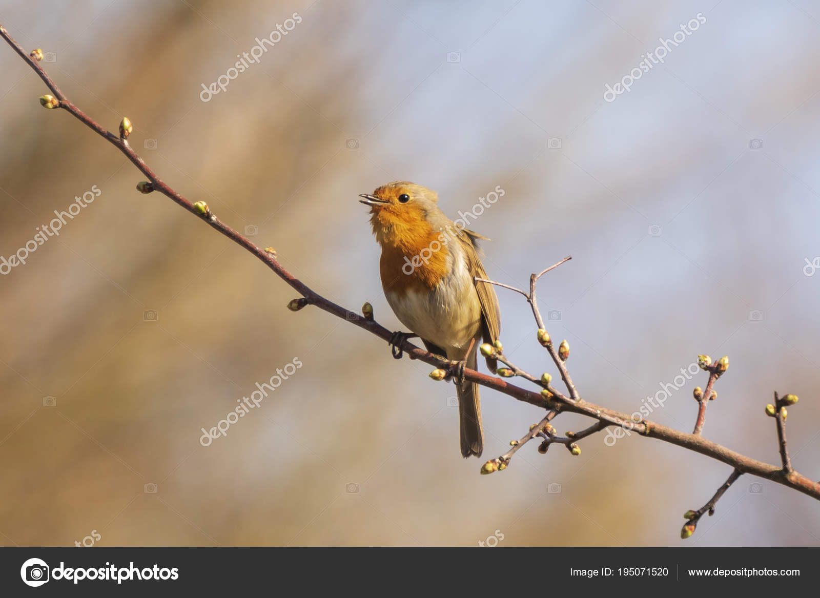 Chant Doiseau Rouge Robin Erithacus Rubecula