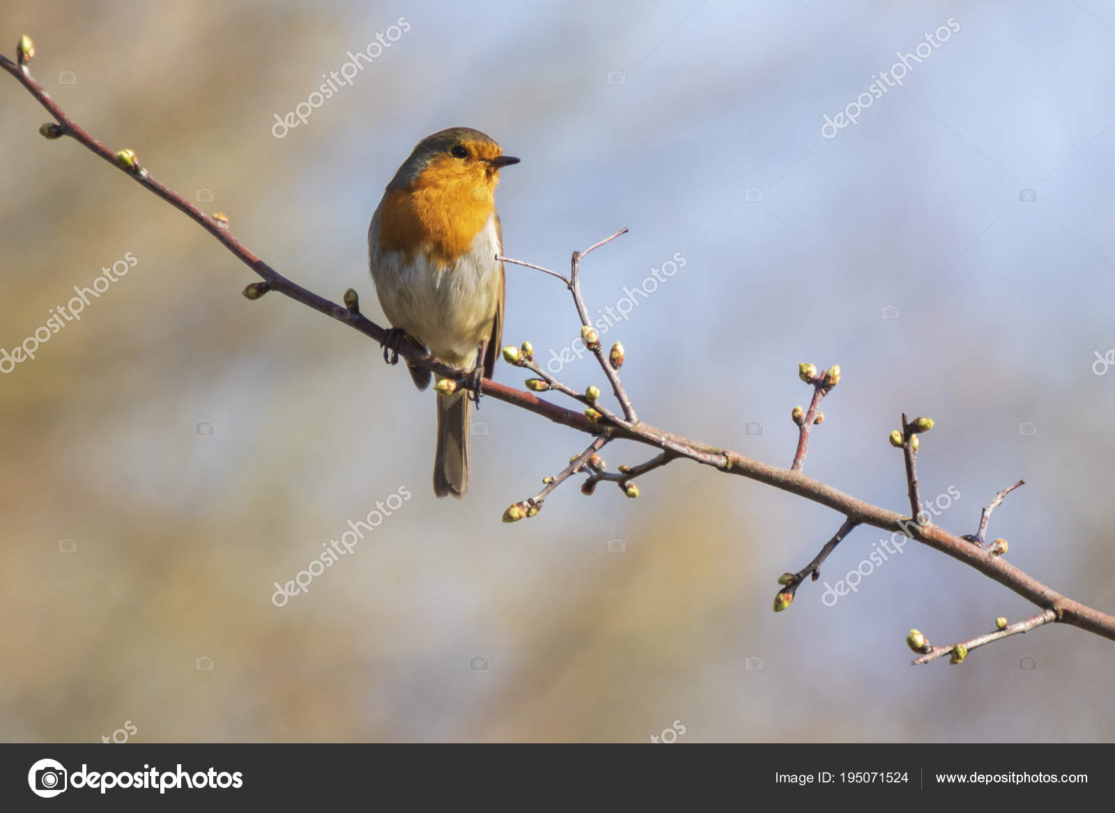 Chant Doiseau Rouge Robin Erithacus Rubecula