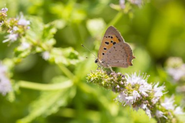Küçük ya da ortak bakır kelebek lycaena phlaeas portre