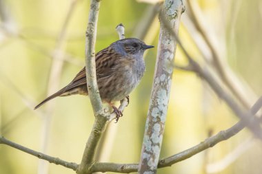 Bülbülü, Prunella modularis, Bahar sırasında şarkı kuş