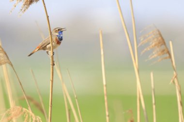 Sırasında şarkı erkek Bluethroat kuş (Luscinia svecica cyanecula)