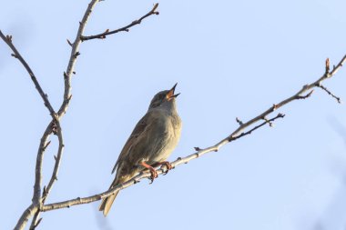 Bülbülü Prunella modularis kuş ötüşü sırasında bahar