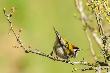 Tatlı küçük bir ortak firecrest (Regulus ignicapilla) kuş f