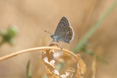 ortak mavi kelebek, polyommatus icarus