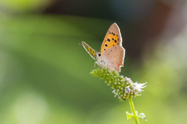 Small or common copper butterfly lycaena phlaeas closeup clipart