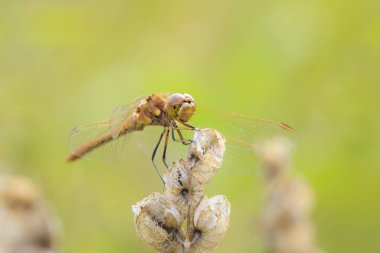 Closeup kırmızı erkek Vagrant Pasifik'ten oğlan Sympetrum vulgatum