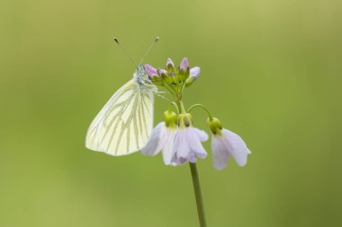 Yeşil damarlı beyaz (Pieris napi) kelebek dinlenme ve n besleme