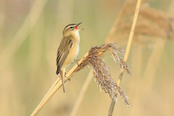 Kındıra kamışçını, kuş türü schoenobaenus, kuş tünemiş şarkı 