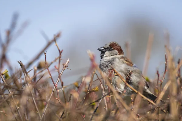 Foragin bir erkek ev serçe kuşu (passer domesticus) closeup — Stok fotoğraf