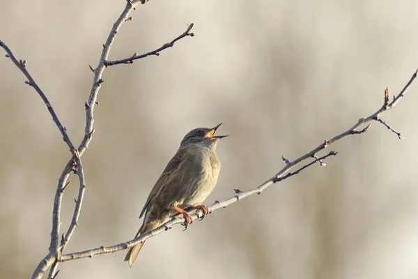 Dunnock 夏枯草 modularis 鸟在春季歌唱 — 图库照片