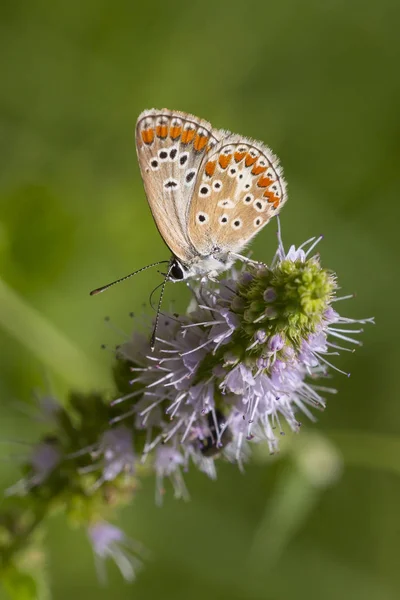 Papillon argus brun, Aricia agestis — Photo