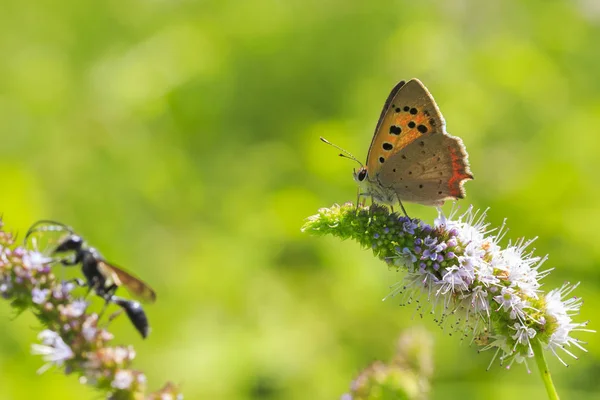 Kleine oder gemeinsame Kupferschmetterling lycaena phlaeas Nahaufnahme — Stockfoto