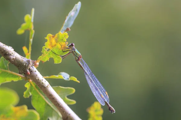 Détail gros plan d'un saule de l'ouest demoiselle d'émeraude Chalcoleste — Photo