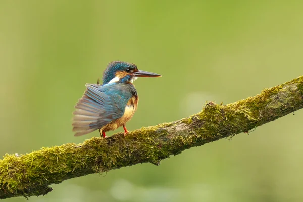 Närbild av en kungsfiskare Alcedo atthis putsar — Stockfoto