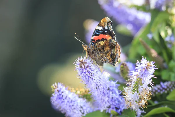 Borboleta do Almirante Vermelho, Vanessa atalanta, alimentação — Fotografia de Stock