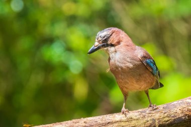 Avrasya jay kuşu (Garrulus glandarius) bir dal, Sum tünemiş
