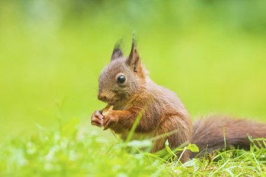 Bir Avrasya kırmızı sincap yakın çekim, Sciurus vulgaris, fındık yeme