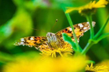 Boyalı Lady kelebek, vanessa cardu, yüz görünümü besleme