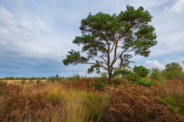 Moorland, Ulusal Park de Groote Peel 'de turba yosunu manzarası, L