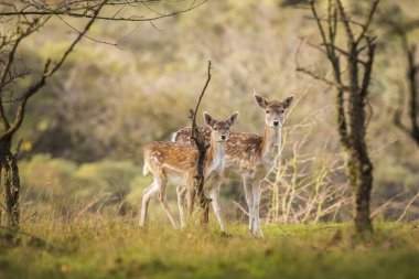 Alageyik Dama Dama doe, hind veya açık kahverengi Güz