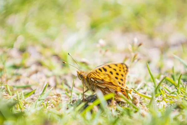 Queen of spain fritillary, issoria lathonia, butterfly resting i — Stock Photo, Image