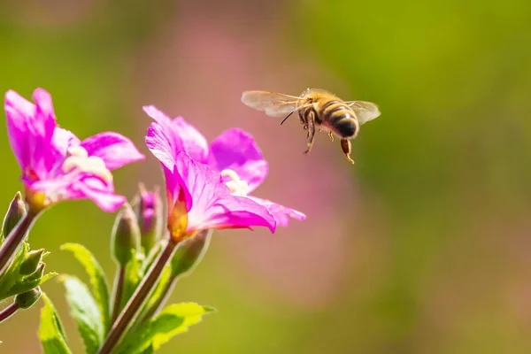 Honigbiene apis mellifera Bestäubung auf rosa großen haarigen Weiden — Stockfoto