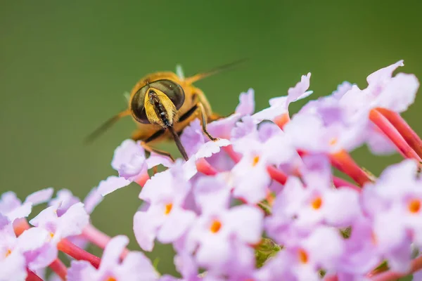 Drone fly Eristalis tenax insect pollination on a sunny day — Stock Photo, Image