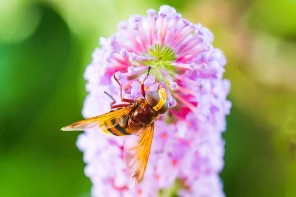 Volucella zonaria, naśladowca szerszeni, zapylanie zbliżeniowe — Zdjęcie stockowe