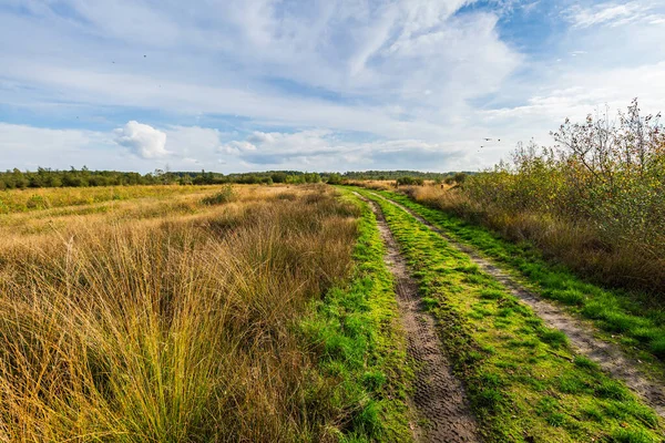 Moorland, peat moss landscape at national park de Groote Peel, L