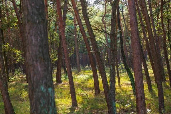 Smrkové stromy les za slunečného dne — Stock fotografie