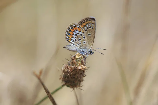 Plebejus argus papillon bleu argenté femelle gros plan — Photo