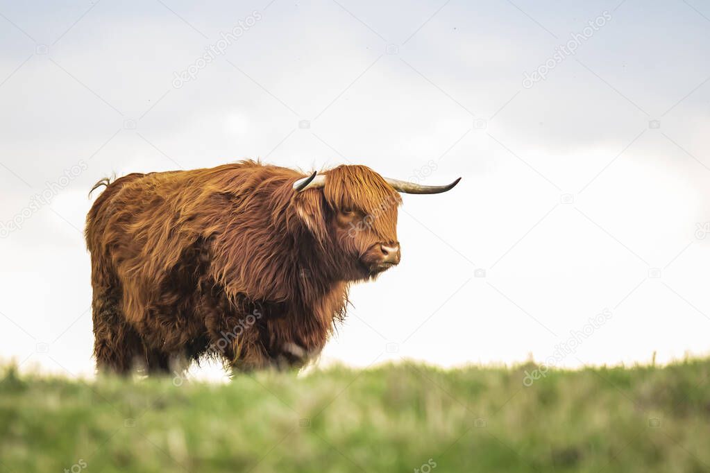 Highland cattle, Scottish cattle breed Bos taurus with big long 
