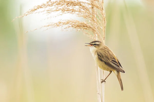 Avrasya Reed'i ötleğeni Acrocephalus scirpaceus kuş şarkı içinde yeniden — Stok fotoğraf