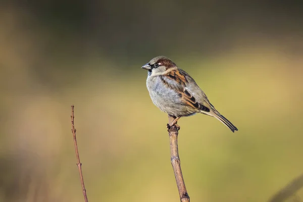 Gros plan d'un oiseau mâle du Bruant domestique (passant domesticus) foragine — Photo